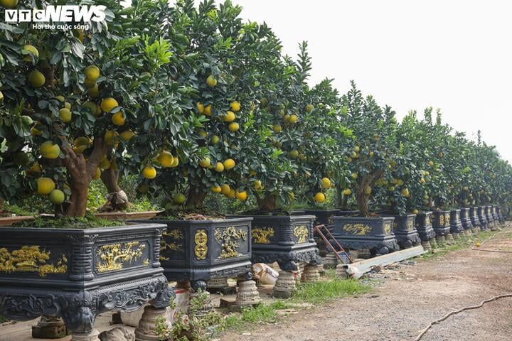 Mãn nhãn ngắn bưởi 'phi thuyền' giá trăm triệu đồng chơi Tết Ất Tỵ - Ảnh 1.