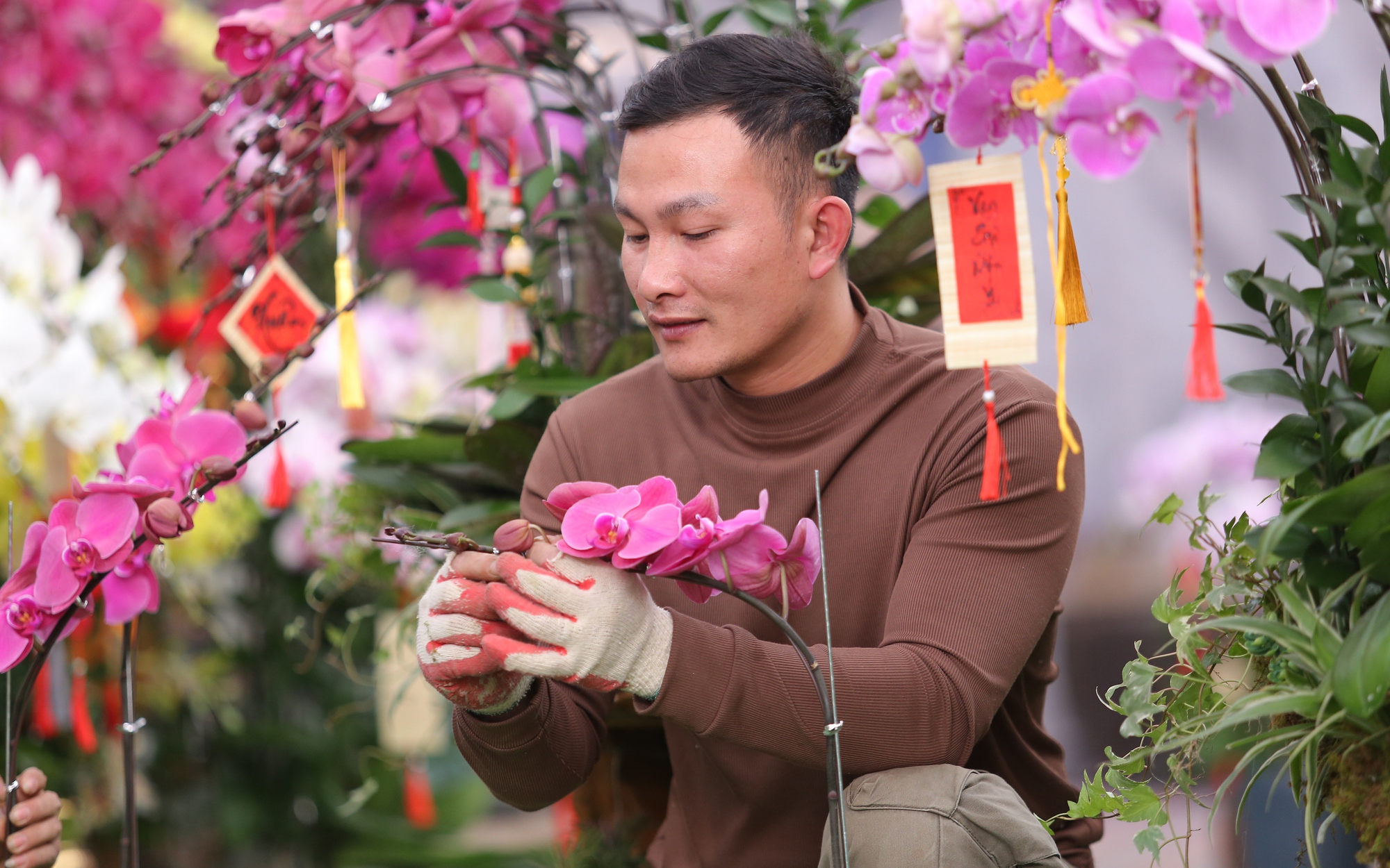Thợ cắm hoa lan kiếm tiền triệu mỗi ng&agrave;y dịp cận Tết