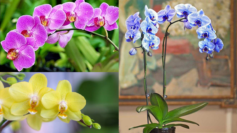 Ý nghĩa của một số loài cây và hoa áp dụng trong phong thủy- Ảnh 4.