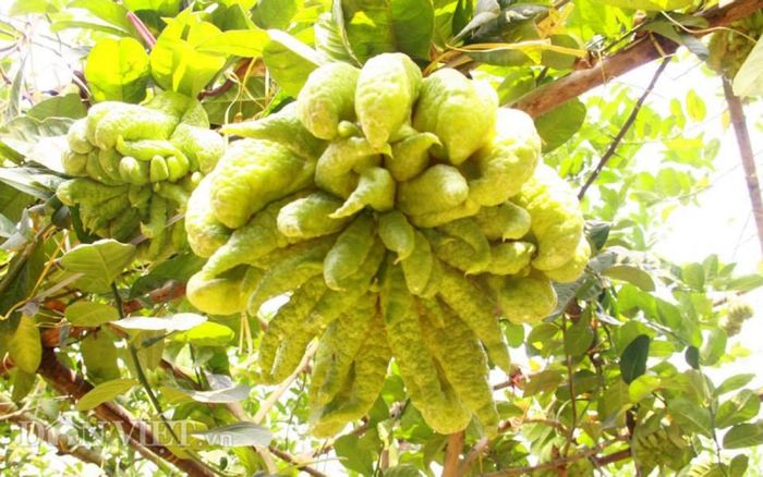 Loại củ quả mang đến nhiều may mắn trong ngày Tết- Ảnh 4.