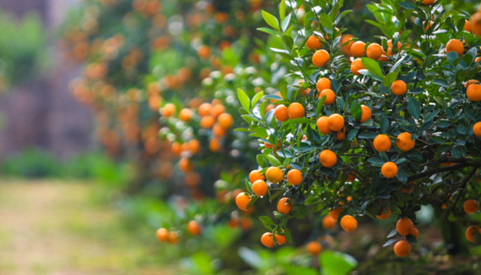 Đây mới là những loài cây mang đến tài lộc và may mắn trong gia đình ngày Tết- Ảnh 4. Đây mới là những loài cây mang đến tài lộc và may mắn trong gia đình ngày Tết- Ảnh 4.