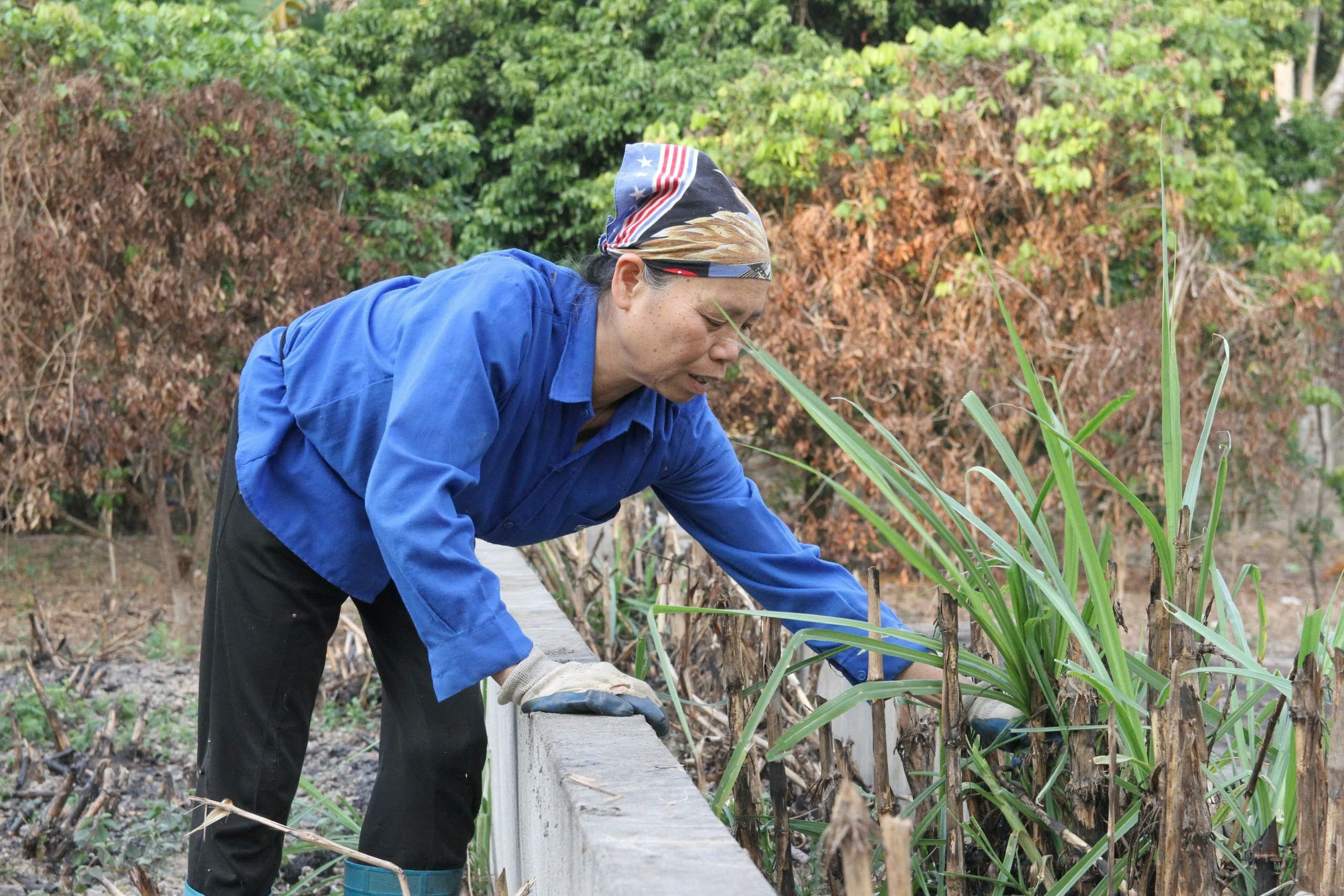 Ôm mộng 'giàu sang' từ dự án bò Mông ở Bắc Kạn (kỳ 2): Nhà ở lụp xụp, tha hương kiếm tiền trả nợ - Ảnh 2.