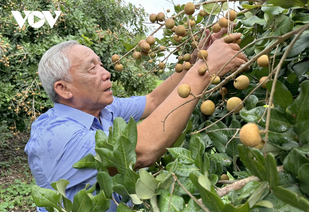 Mong ước của người dân về cuộc sống ấm no, hạnh phúc trong năm Ất Tỵ 2025 - Ảnh 2.