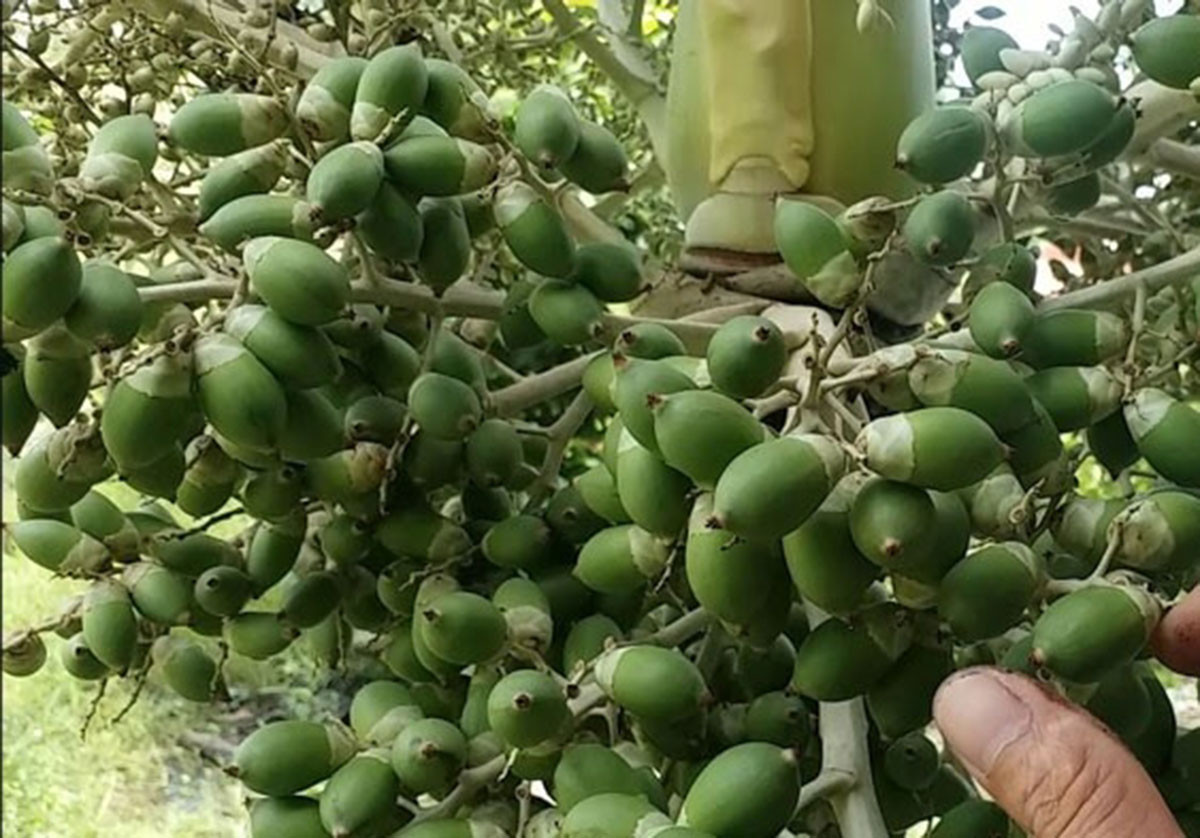 Kỳ lạ loại mứt từ rễ cây, quả khô tưởng bỏ đi lại thành hàng độc, lạ dịp Tết, có tiền triệu cũng không dễ mua - Ảnh 3.