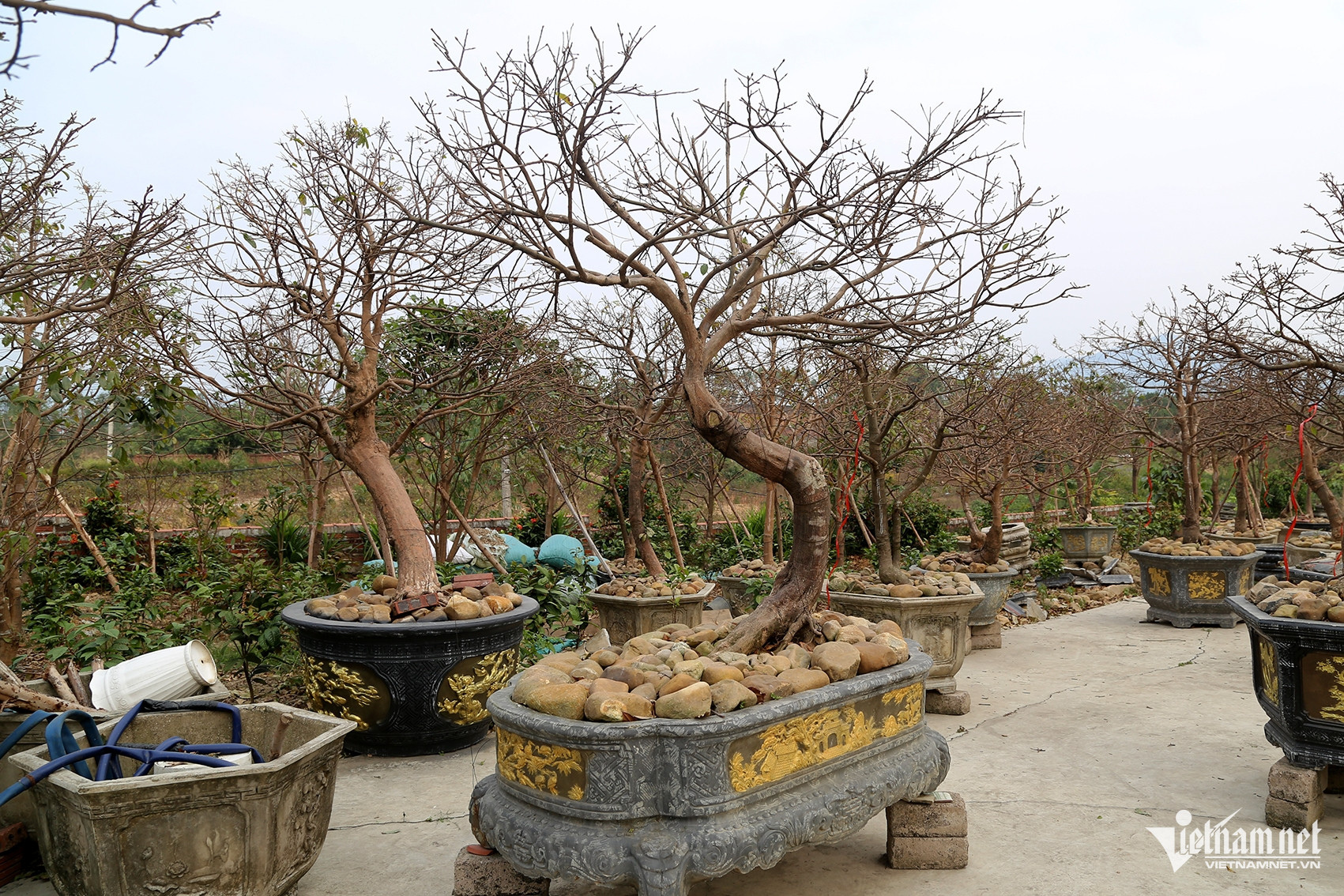 Bán 4 cây mai vàng, người nông dân ở Quảng Ninh đủ tiền xây nhà đẹp - Ảnh 1.