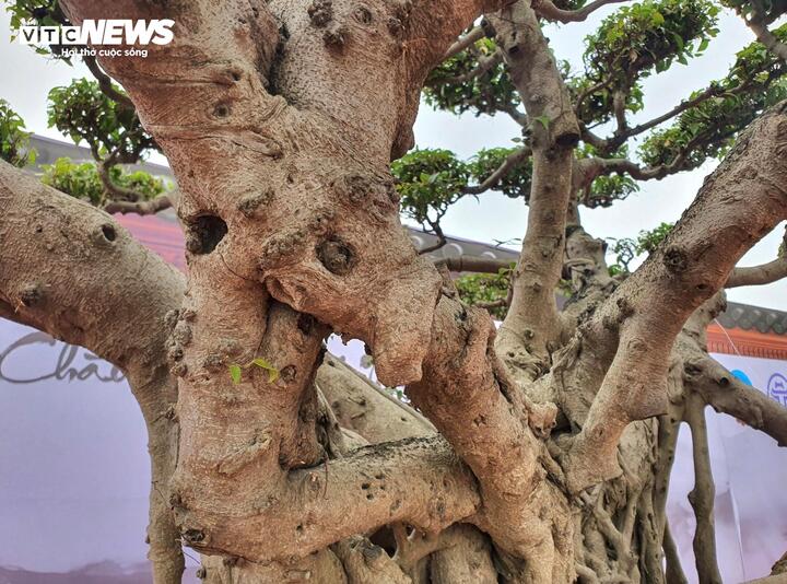 Chiêm ngưỡng ‘siêu cây’ của nghệ nhân Hà Nội, trả bao nhiêu tiền cũng không bán - Ảnh 9.