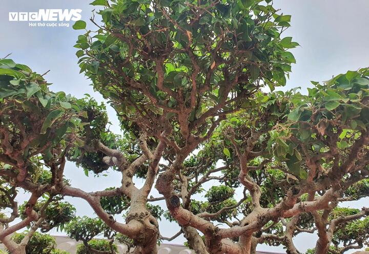 Chiêm ngưỡng ‘siêu cây’ của nghệ nhân Hà Nội, trả bao nhiêu tiền cũng không bán - Ảnh 7.