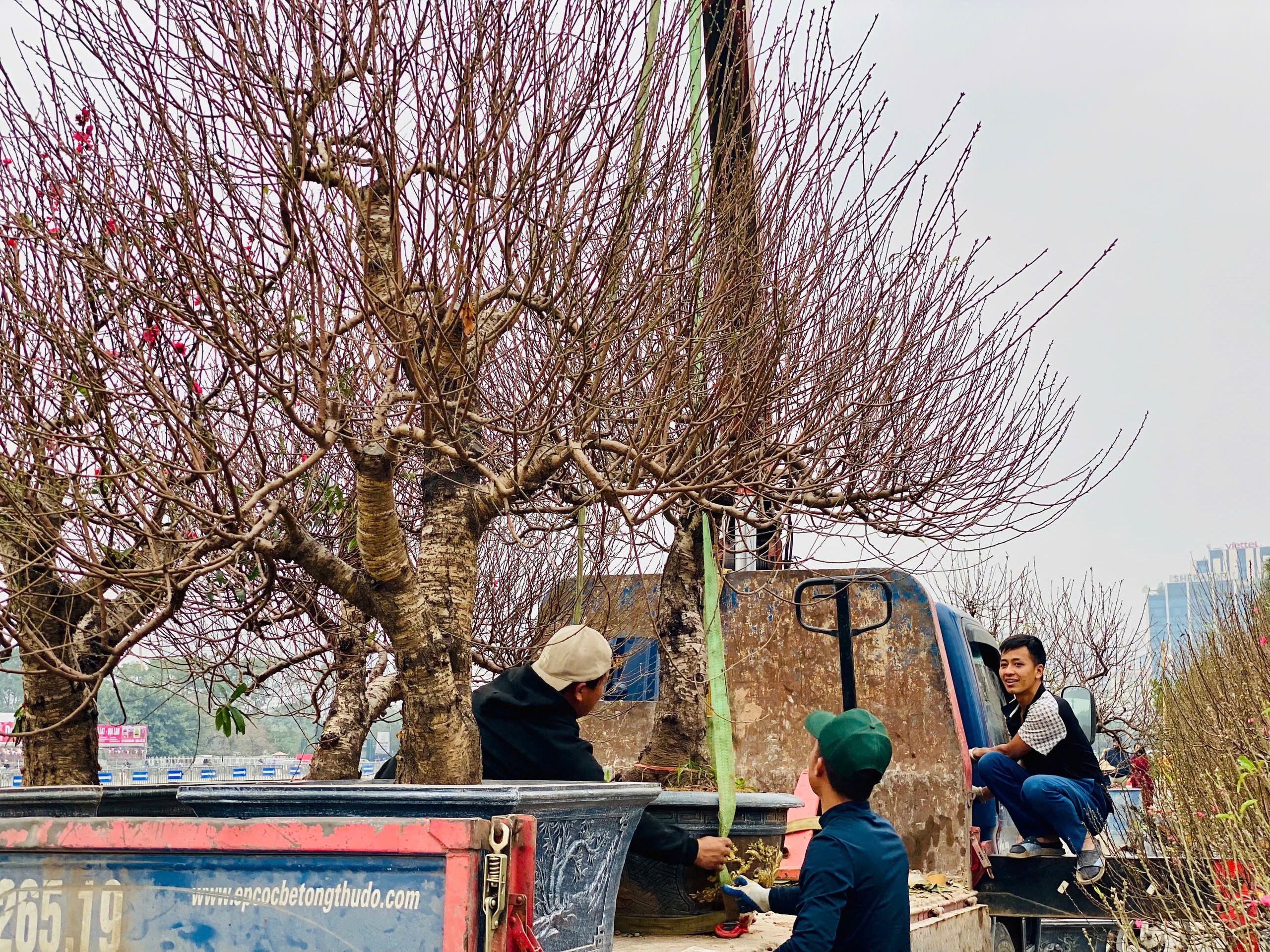 Những gốc đào cổ thụ có giá lên đến cả trăm triệu đồng nhưng vẫn ‘cháy’ khách thuê - Ảnh 10.