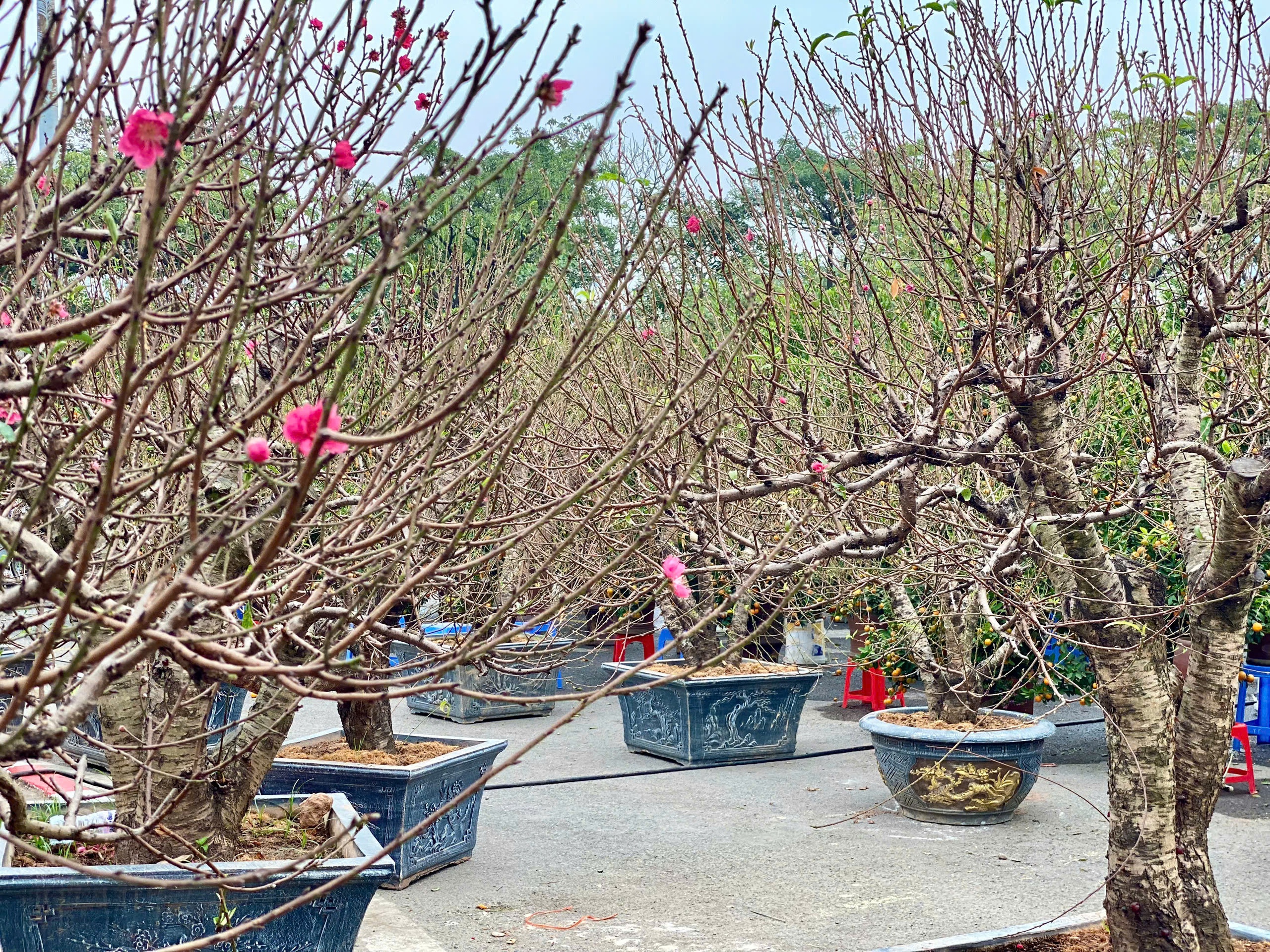 Những gốc đào cổ thụ có giá lên đến cả trăm triệu đồng nhưng vẫn ‘cháy’ khách thuê - Ảnh 5.