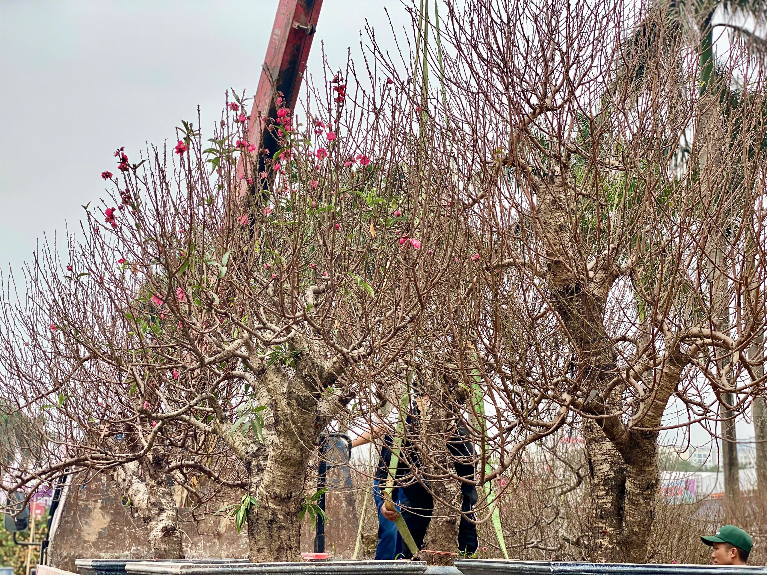 Những gốc đào cổ thụ có giá lên đến cả trăm triệu đồng nhưng vẫn ‘cháy’ khách thuê - Ảnh 4.