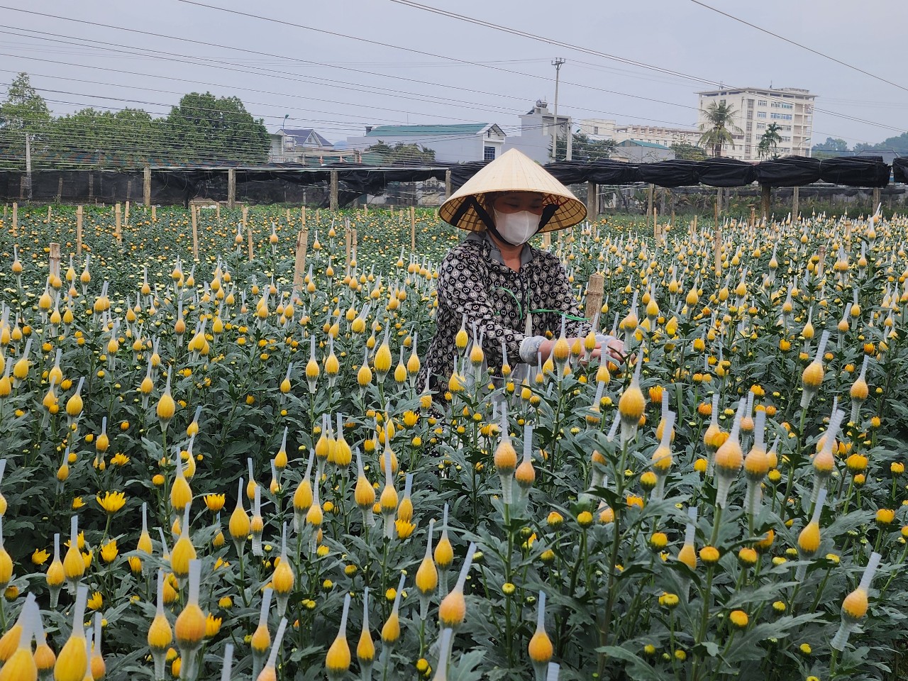 Làng hoa lớn nhất xứ Thanh hối hả vào Tết - Ảnh 1.