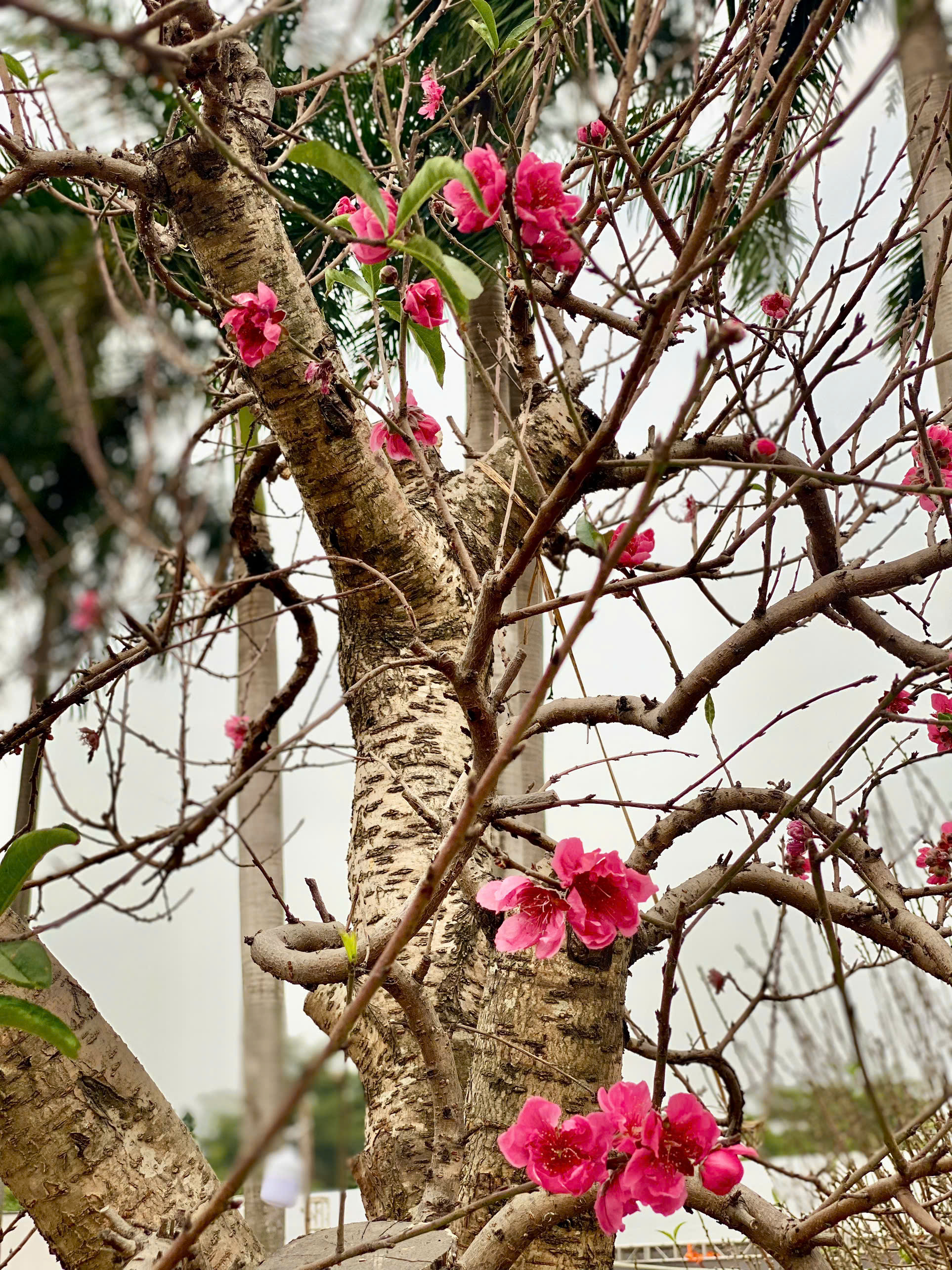 Các loại hoa, cây cảnh đồng loạt đổ bộ thị trường phục vụ người dân chơi tết Nguyên đán 2025- Ảnh 4.