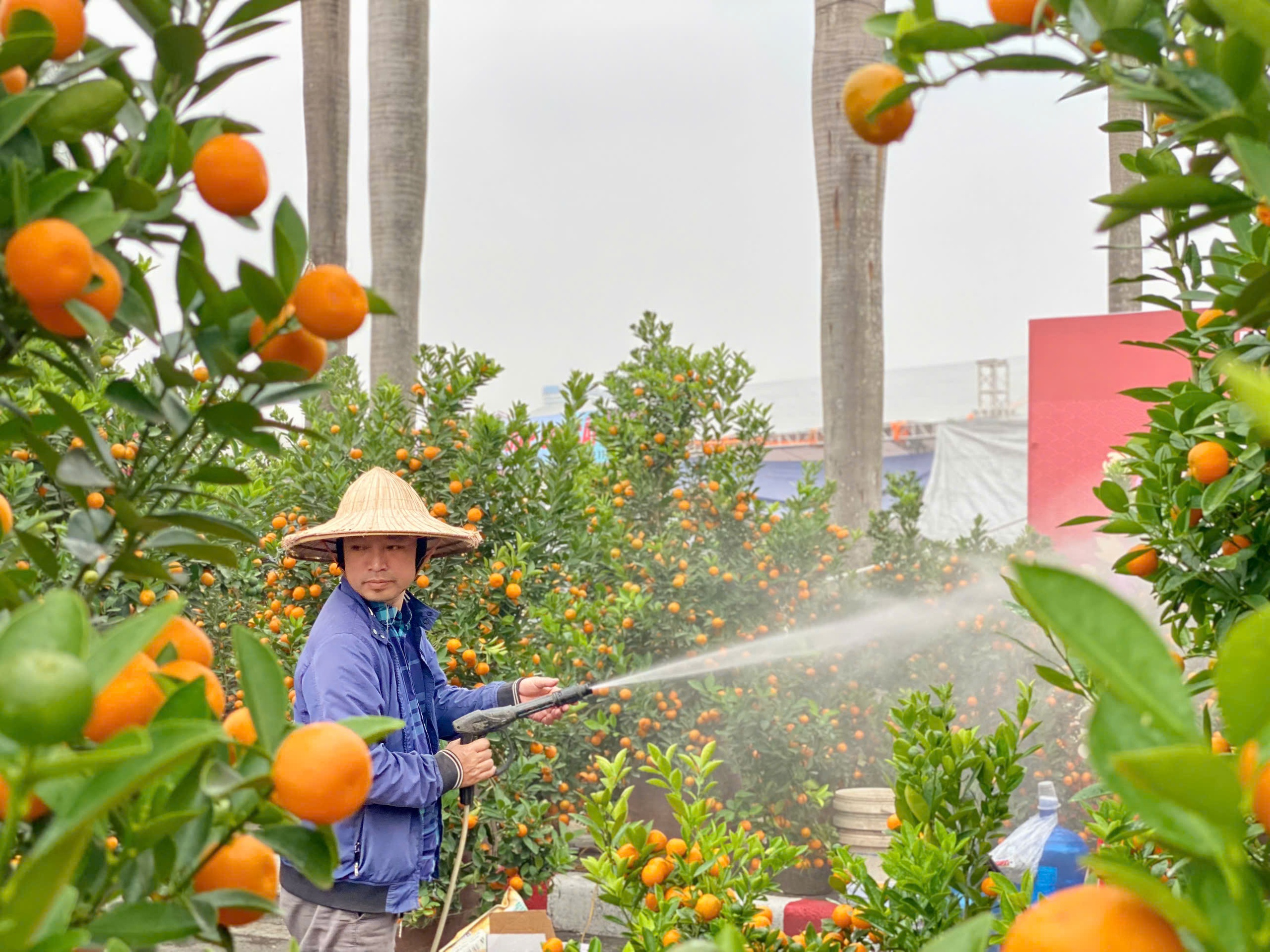 Các loại hoa, cây cảnh đồng loạt đổ bộ thị trường phục vụ người dân chơi tết Nguyên đán 2025- Ảnh 15.