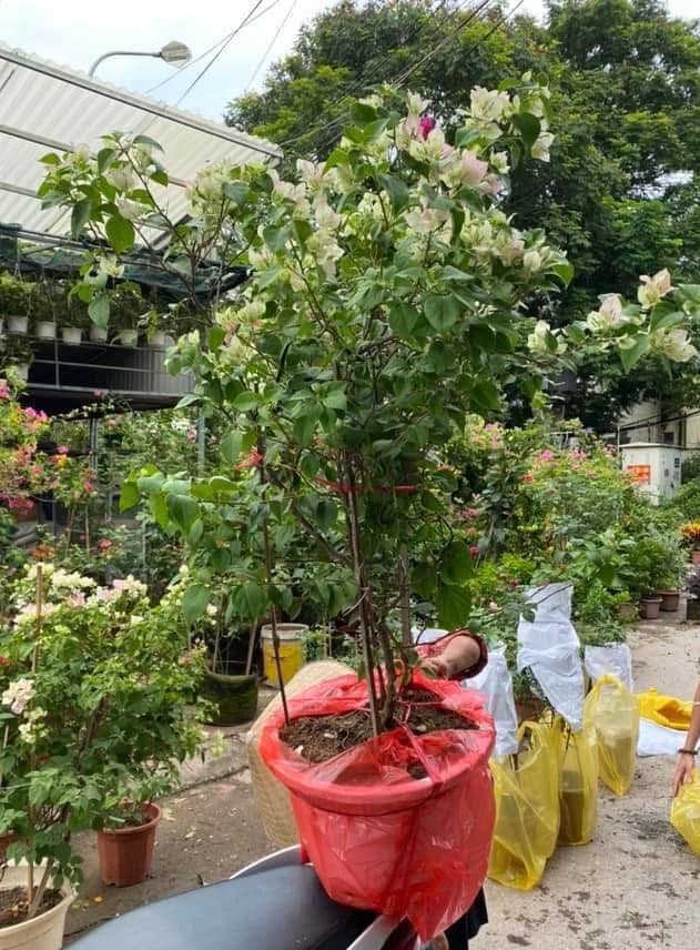 Cây cảnh phong thủy trồng trước cửa nhà mang tài lộc và sức khỏe cho gia chủ - Ảnh 3.