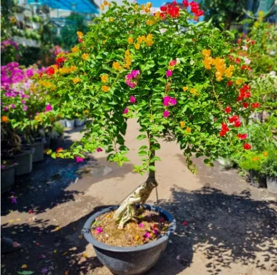 Cây cảnh phong thủy trồng trước cửa nhà mang tài lộc và sức khỏe cho gia chủ - Ảnh 4.