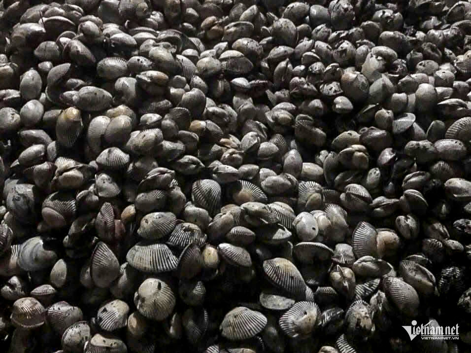 Cả làng rủ nhau mang bao tải, soi đèn săn ‘lộc biển’ ở Ninh Bình sau bão số 10 - Ảnh 3.