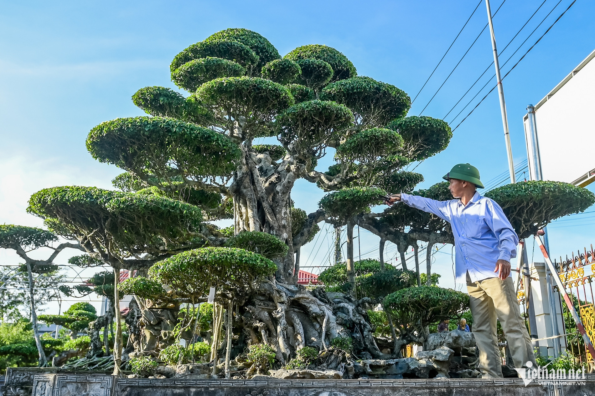 Từ 'biệt đội xe thồ' rong ruổi khắp phố đến tỷ phú cây cảnh - Ảnh 1. Từ 'biệt đội xe thồ' rong ruổi khắp phố đến tỷ phú cây cảnh - Ảnh 1.