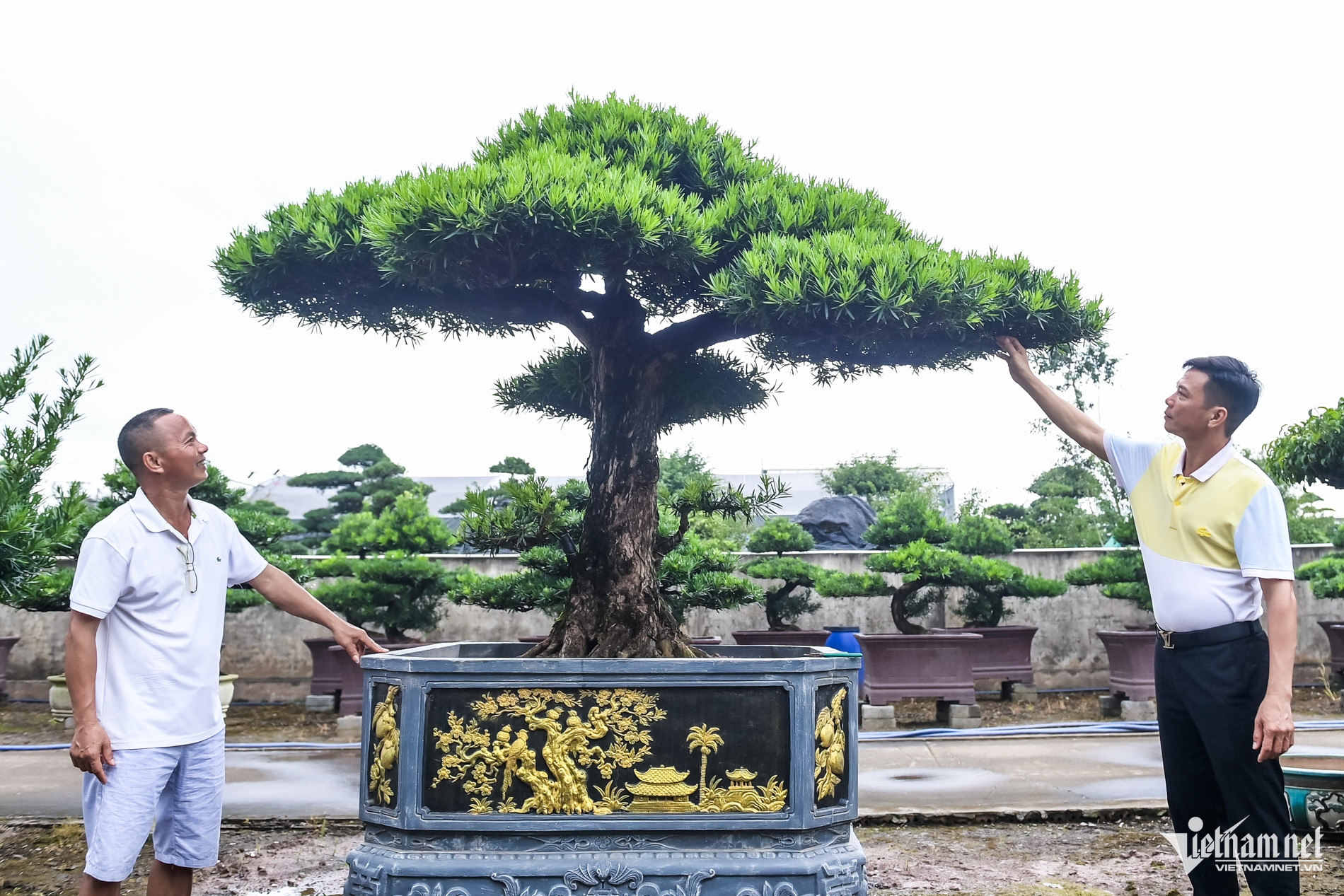 Từ 'biệt đội xe thồ' rong ruổi khắp phố đến tỷ phú cây cảnh - Ảnh 6. Từ 'biệt đội xe thồ' rong ruổi khắp phố đến tỷ phú cây cảnh - Ảnh 6.