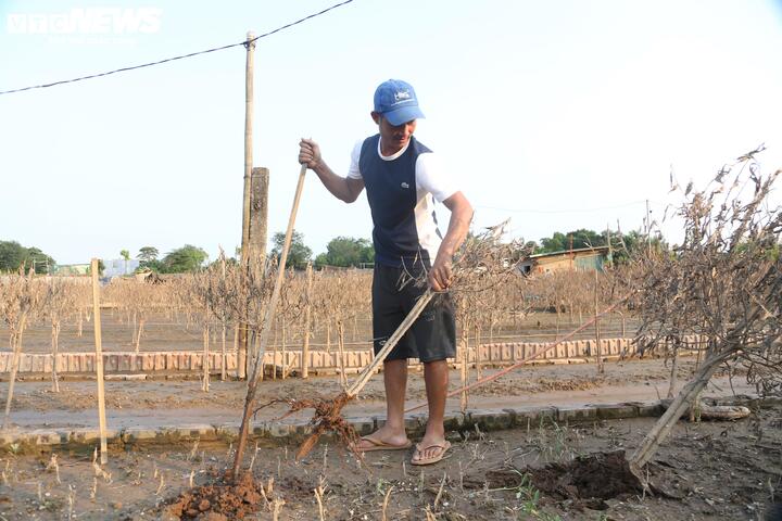 2 năm liền dính siêu bão, người trồng đào Nhật Tân, Hà Nội bật khóc lo mất Tết - Ảnh 7.