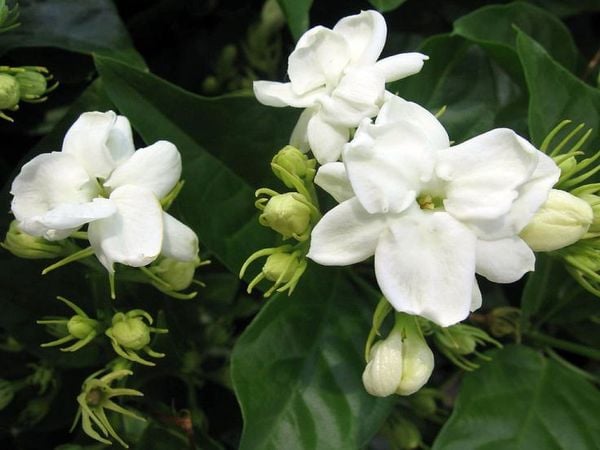 Giải nỗi oan lẳng lơ cho hoa Nhài và hương thơm của sự thanh khiết, an yên, may mắn - Ảnh 2. Giải nỗi oan lẳng lơ cho hoa Nhài và hương thơm của sự thanh khiết, an yên, may mắn - Ảnh 2.