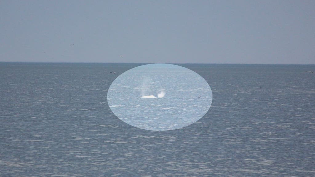 another-image-of-the-white-humpback-whale-off-goose-bay-325gaubvrrcj5kmkbtqx7xy33i-17605198438651193305830-1760577599447-1760577599644988478369.jpg