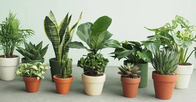 Các loại cây cảnh hợp người tuổi Dậu, giúp mang tài lộc thịnh vượng cả đời - Ảnh 1. Các loại cây cảnh hợp người tuổi Dậu, giúp mang tài lộc thịnh vượng cả đời - Ảnh 1.