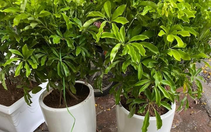 Khung giờ đẹp động thổ, khai trương, xuất hành tuần mới 20/10 - 26/10 giúp gia chủ ‘tiền vào như nước’ - Ảnh 3.