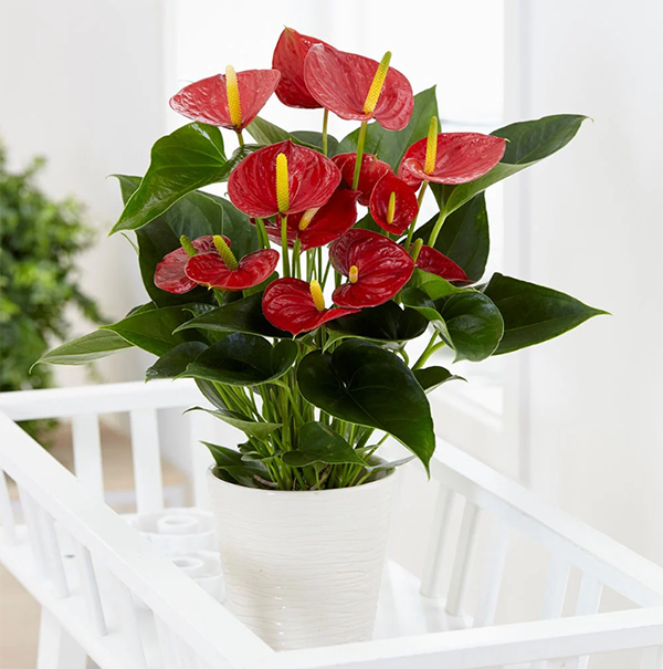 Các loại cây cảnh hợp người tuổi Dậu, giúp mang tài lộc thịnh vượng cả đời - Ảnh 5. Các loại cây cảnh hợp người tuổi Dậu, giúp mang tài lộc thịnh vượng cả đời - Ảnh 5.