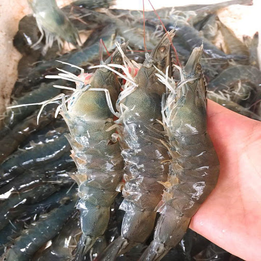 Có nên bỏ chỉ tôm không? Một ngư dân 60 tuổi xua tay &quot;đừng làm thế nữa, chưa đủ đâu!&quot;- Ảnh 1.