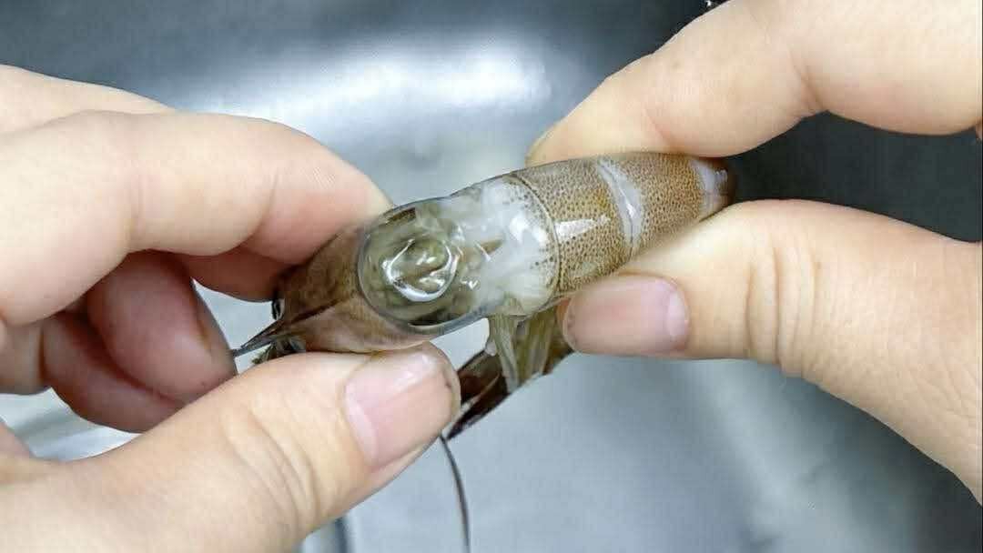 Có nên bỏ chỉ tôm không? Một ngư dân 60 tuổi xua tay &quot;đừng làm thế nữa, chưa đủ đâu!&quot;- Ảnh 4.