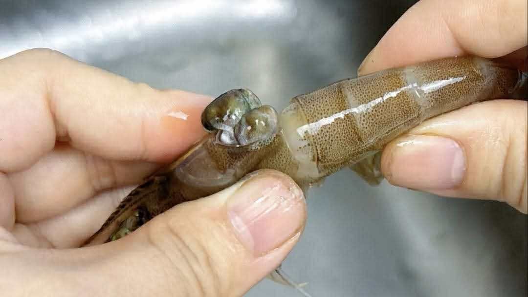 Có nên bỏ chỉ tôm không? Một ngư dân 60 tuổi xua tay &quot;đừng làm thế nữa, chưa đủ đâu!&quot;- Ảnh 5.