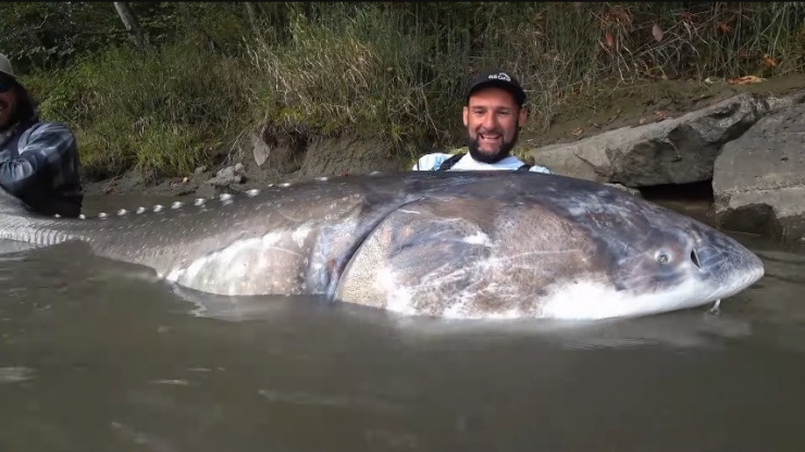 Người đàn ông câu được con cá tầm "khổng lồ" nặng hơn 250kg - Ảnh 1. Người đàn ông câu được con cá tầm "khổng lồ" nặng hơn 250kg - Ảnh 1.