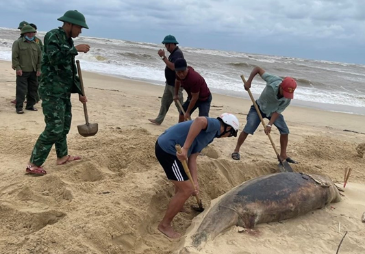 Thi thể cá ông dạt vào bờ biển Nhật Lệ - Ảnh 1.