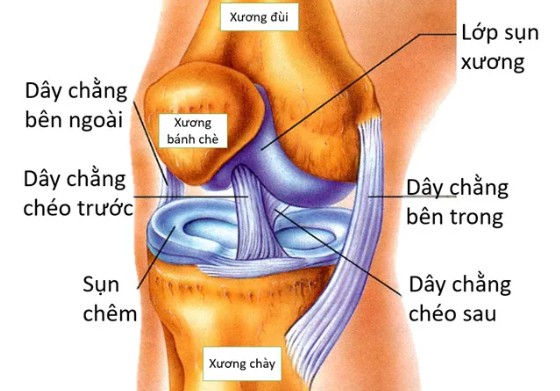 Thủ môn Bùi Tiến Dũng đứt dây chằng đầu gối, chấn thương anh gặp phải sẽ mất bao lâu để hồi phục? - Ảnh 2. Thủ môn Bùi Tiến Dũng đứt dây chằng đầu gối, chấn thương anh gặp phải sẽ mất bao lâu để hồi phục? - Ảnh 2.