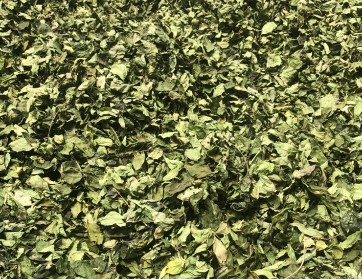 Cây dại ở bờ rào hóa "mỏ vàng", hái lá bán đều tay, thành đặc sản lạ nổi tiếng - Ảnh 4. Cây dại ở bờ rào hóa "mỏ vàng", hái lá bán đều tay, thành đặc sản lạ nổi tiếng - Ảnh 5.