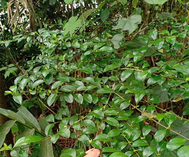 Cây dại ở bờ rào hóa "mỏ vàng", hái lá bán đều tay, thành đặc sản lạ nổi tiếng - Ảnh 1. Cây dại ở bờ rào hóa "mỏ vàng", hái lá bán đều tay, thành đặc sản lạ nổi tiếng - Ảnh 1.