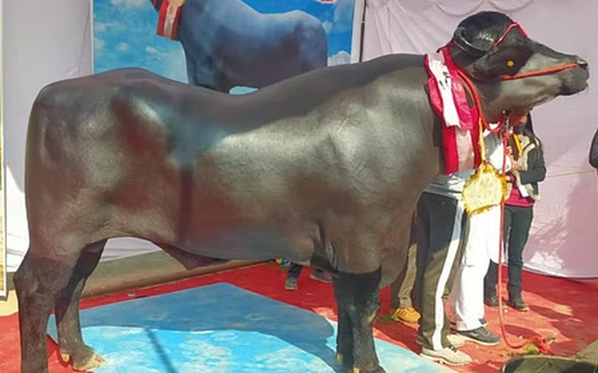 Con trâu khủng giá 65 tỷ đồng, ít hơn chủ nhân &quot;không ưng bán&quot;- Ảnh 1.