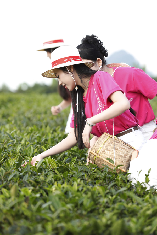 Top 30 Hoa hậu Du lịch Dân tộc Việt Nam 2025 trải nghiệm hái chè - Ảnh 3. Top 30 Hoa hậu Du lịch Dân tộc Việt Nam 2025 trải nghiệm hái chè - Ảnh 3.