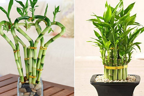 Ban Thần tài để cây gì thích hợp bổ trợ hài hòa trương khí  - Ảnh 6. Ban Thần tài để cây gì thích hợp bổ trợ hài hòa trương khí  - Ảnh 6.