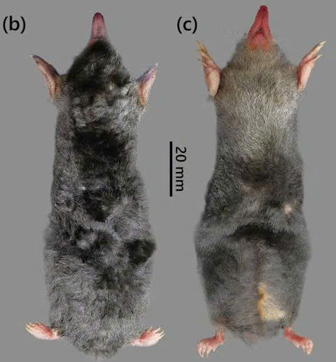 - Ảnh 1.  - Ảnh 1.