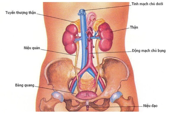 Người đàn ông bị viêm đường tiết niệu tái phát, bác sĩ chỉ rõ nguyên nhân - Ảnh 2. Người đàn ông bị viêm đường tiết niệu tái phát, bác sĩ chỉ rõ nguyên nhân - Ảnh 2.