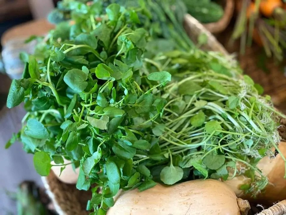 Cải xoong - siêu thực phẩm hỗ trợ phòng ung thư , giá rẻ ở chợ Việt - Ảnh 1. Cải xoong - siêu thực phẩm hỗ trợ phòng ung thư , giá rẻ ở chợ Việt - Ảnh 1.