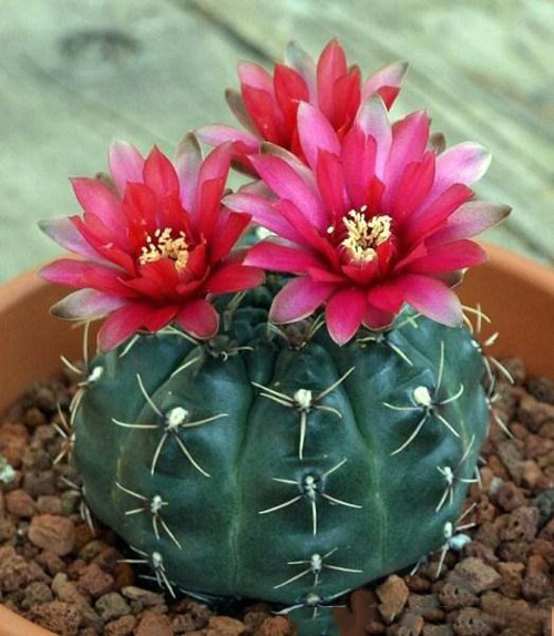 Trồng 3 loại cây này trong nhà để mang vượng vận, trăm đường lợi không một đường hại  - Ảnh 1. Trồng 3 loại cây này trong nhà để mang vượng vận, trăm đường lợi không một đường hại  - Ảnh 1.