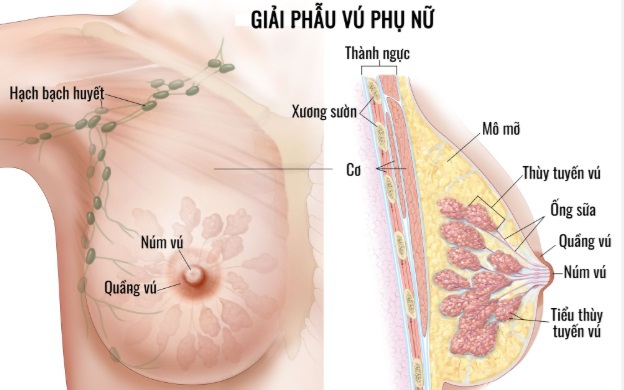 Phụ nữ U40 cần biết điều này để giảm nguy cơ ung thư vú