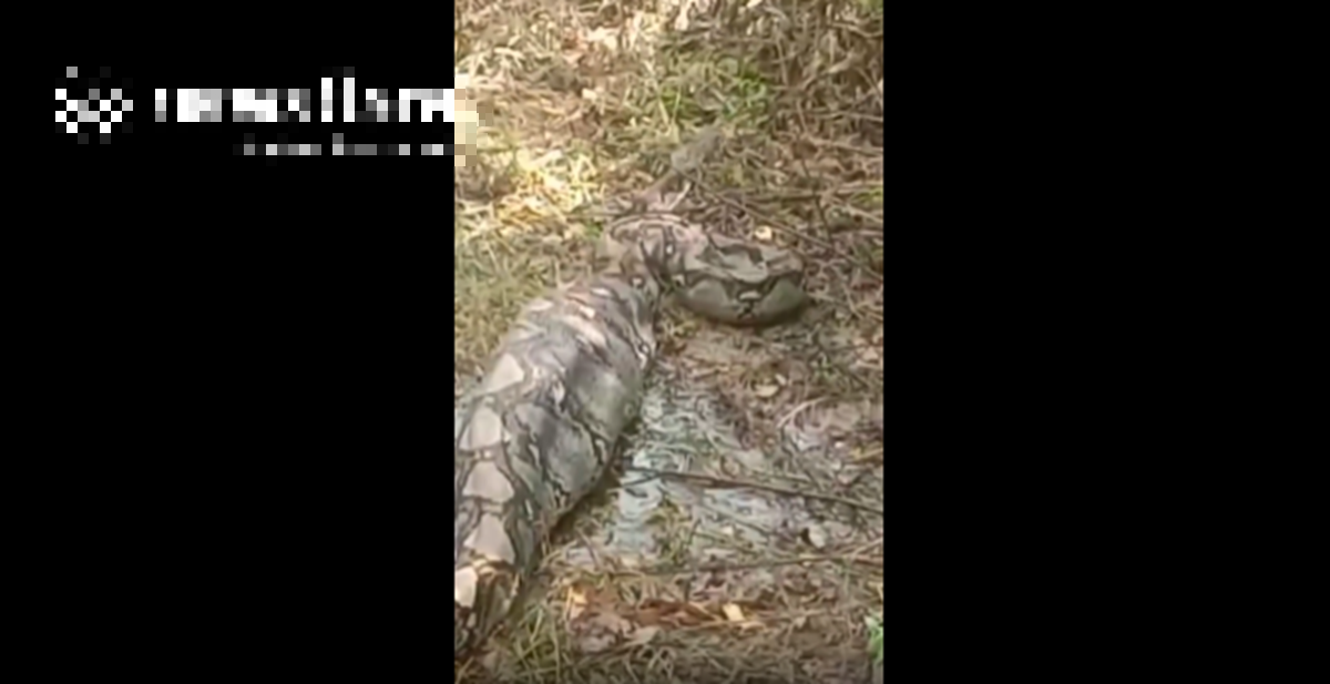 Nhìn ra vườn, người dân phát hiện cảnh tượng nổi da gà- Ảnh 1.