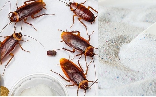 Các cách đuổi gián trong phòng ngủ để gián một đi không trở lại