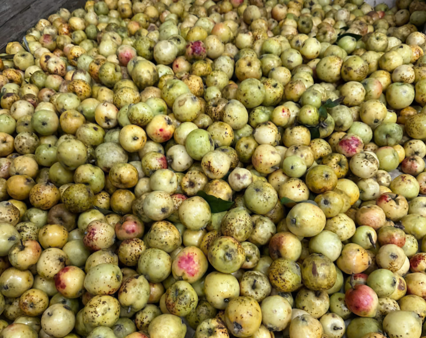 Đặc sản táo mèo Mù Cang Chải vào vụ - Ảnh 7.