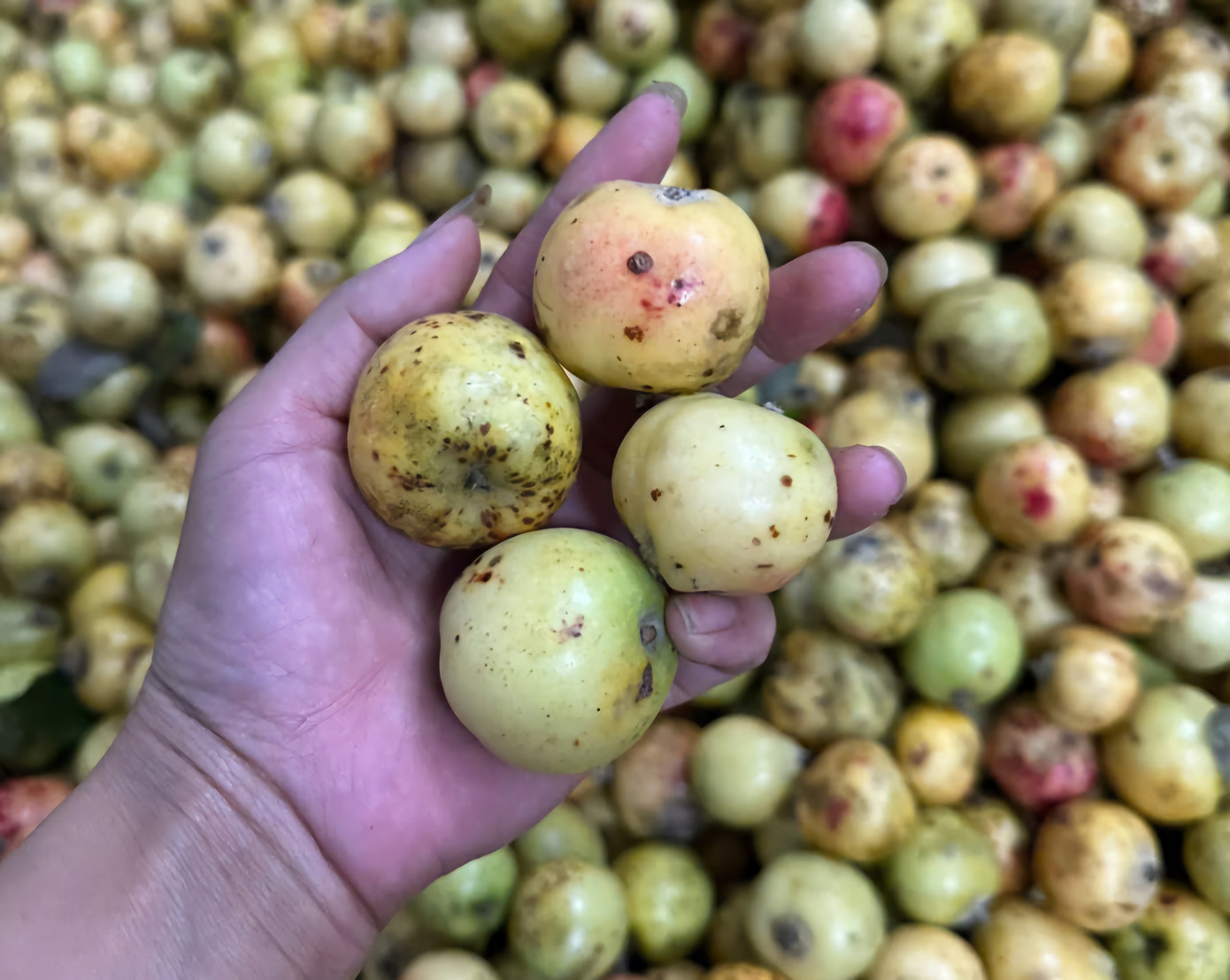 Đặc sản táo mèo Mù Cang Chải vào vụ - Ảnh 6.