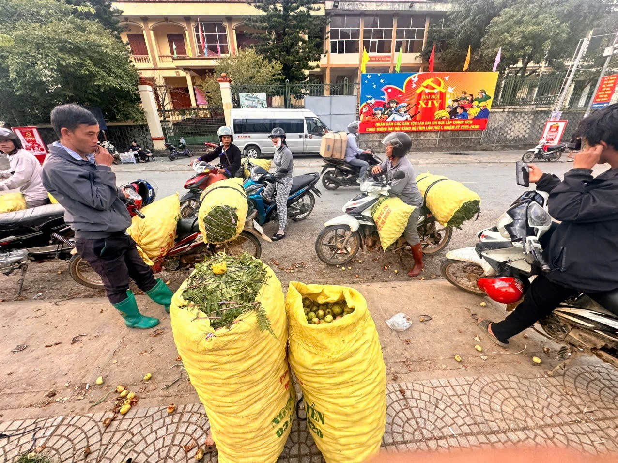 Đặc sản táo mèo Mù Cang Chải vào vụ - Ảnh 4.