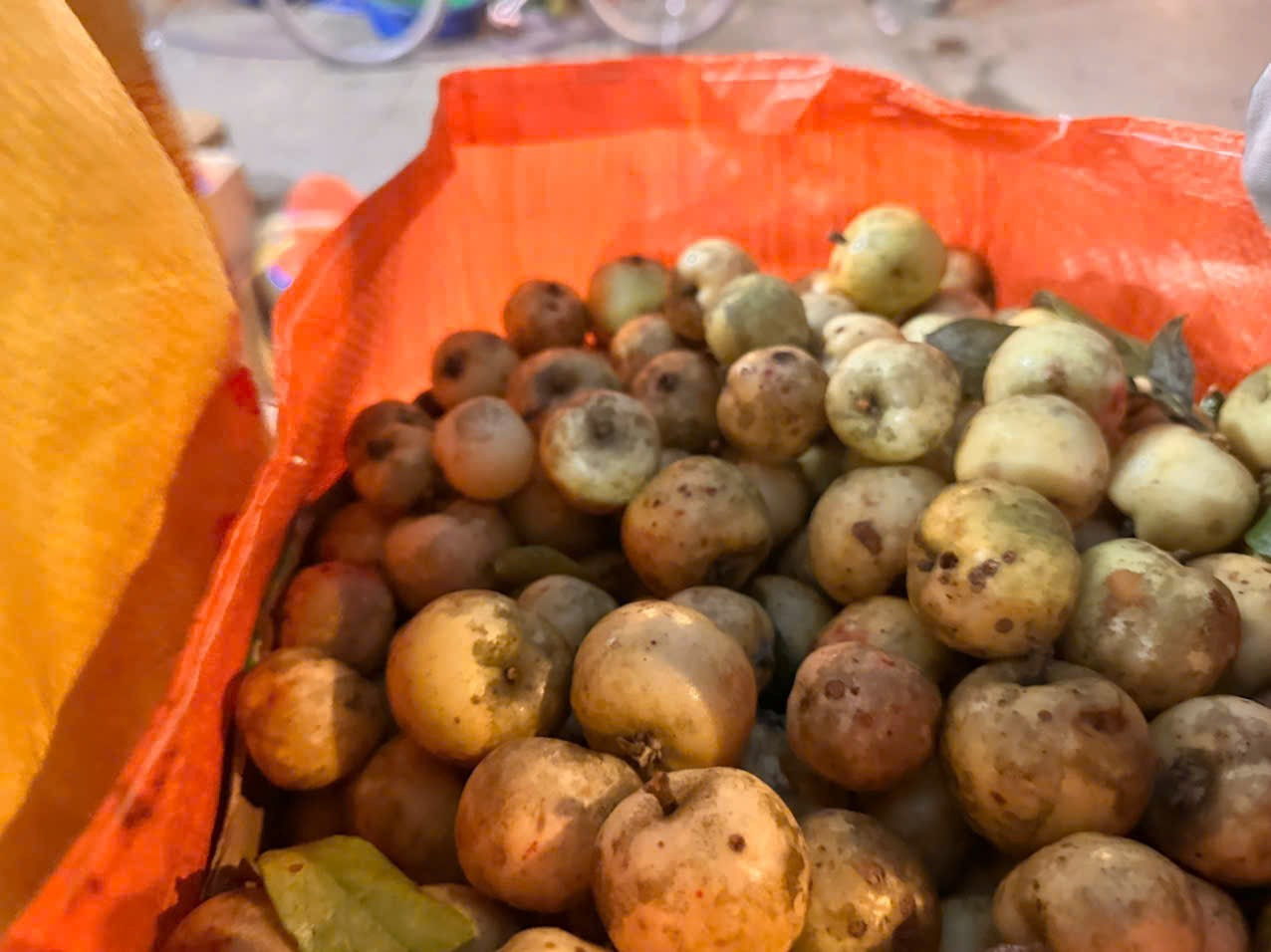 Đặc sản táo mèo Mù Cang Chải vào vụ - Ảnh 5.